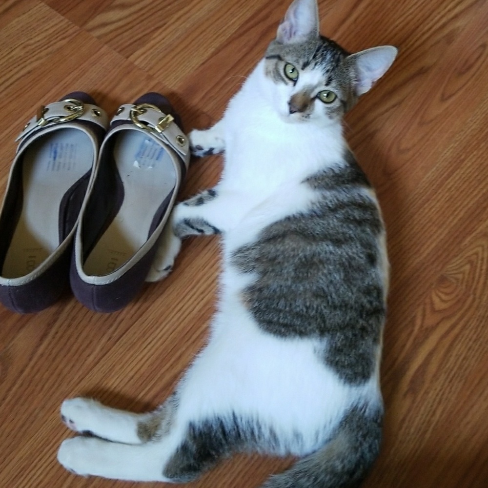 Baker shoes - Picture 5 of 8